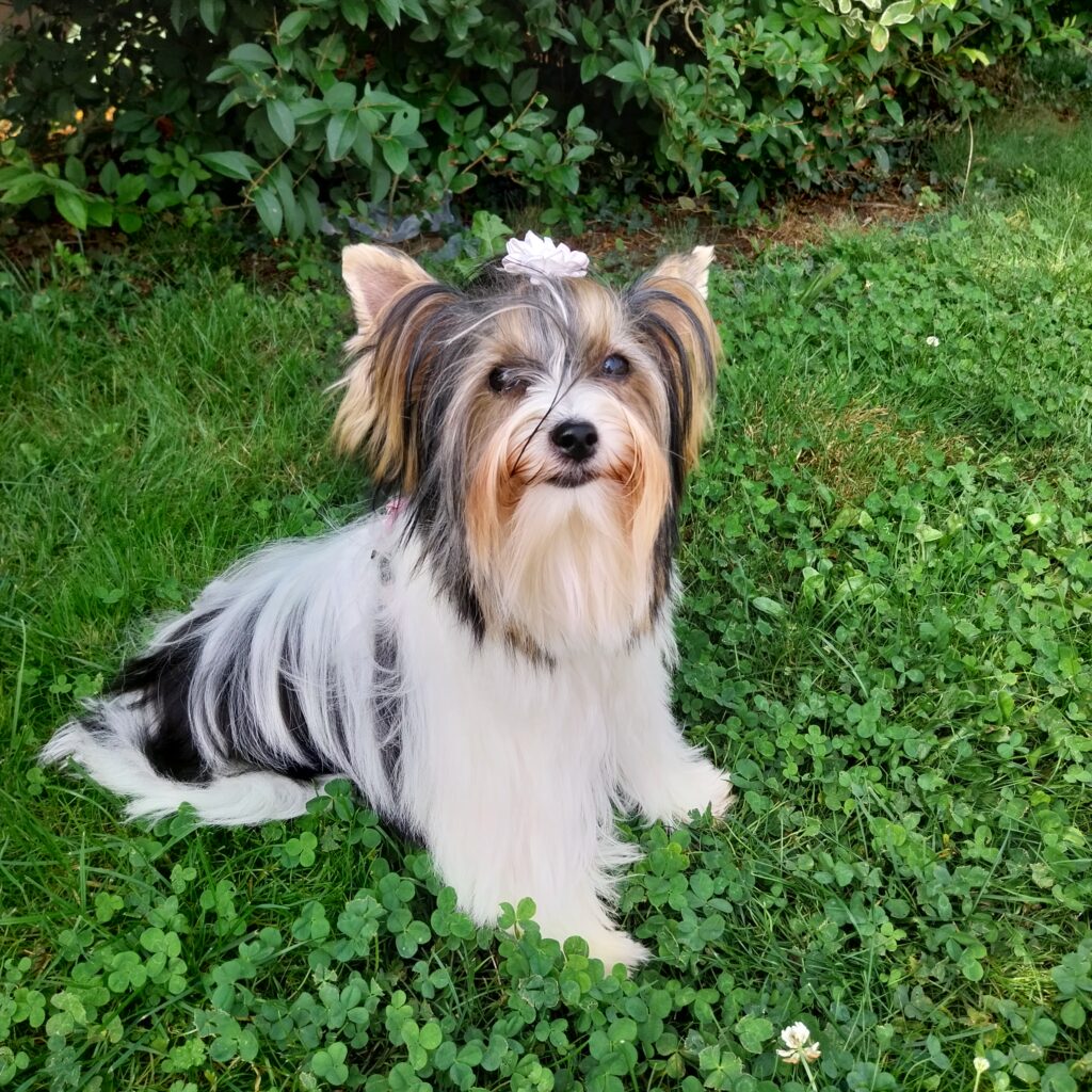 Blanca